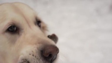 karla kaplı bir kış ormandaki bir sopayla sahibi ile güzel bir golden retriever Evcil hayvan doğada - çalış