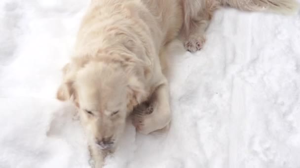 大自然中的宠物--一只美丽的金毛猎犬坐落在冬天被白雪覆盖的森林里 — 图库视频影像