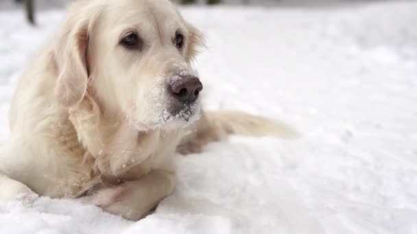 Animais Estimação Natureza Belo Golden Retriever Senta Uma Floresta Coberta — Vídeo de Stock