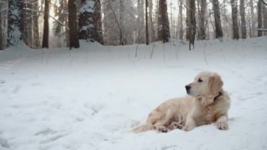 doğada - Evcil hayvan güzel bir golden retriever bir kış karla kaplı ormanda oturur.