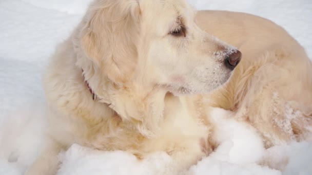 Mascotas en la naturaleza - un hermoso golden retriever se sienta en un bosque cubierto de nieve de invierno — Vídeo de stock
