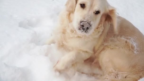 Animais de estimação na natureza - um belo golden retriever andando em uma floresta coberta de neve de inverno — Vídeo de Stock