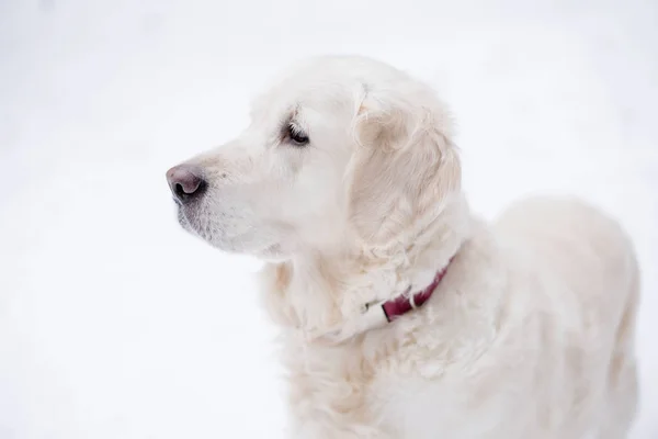 Mascotas en la naturaleza. retrato de un perro de belleza. una hermosa estancia golden retriever en un bosque cubierto de nieve de invierno . —  Fotos de Stock