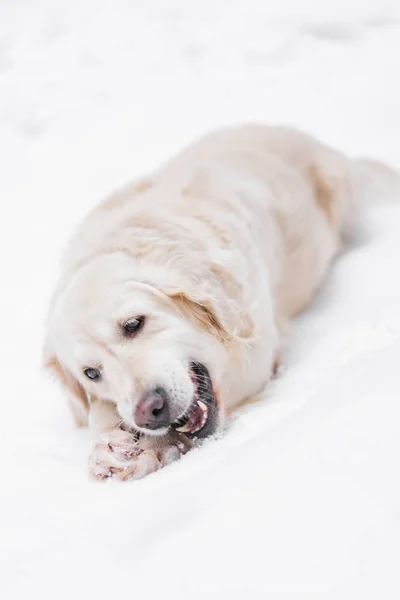 Mascotas en la naturaleza - un hermoso golden retriever mordisquea en el palo en un bosque cubierto de nieve de invierno —  Fotos de Stock