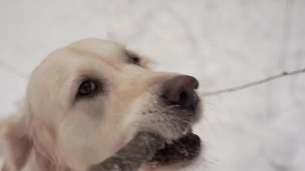 Mascotas en la naturaleza - un hermoso golden retriever juega con el propietario con un palo en un bosque cubierto de nieve de invierno — Vídeo de stock