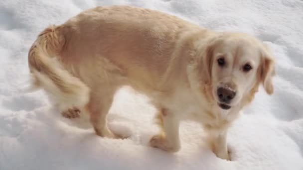 Mascotas en la naturaleza - un hermoso golden retriever se sienta en un bosque cubierto de nieve de invierno, video en cámara lenta — Vídeo de stock