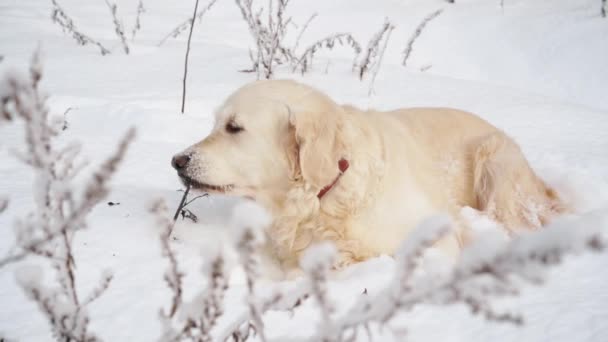 Mascotas en la naturaleza - un hermoso golden retriever se sienta en un bosque cubierto de nieve de invierno — Vídeos de Stock