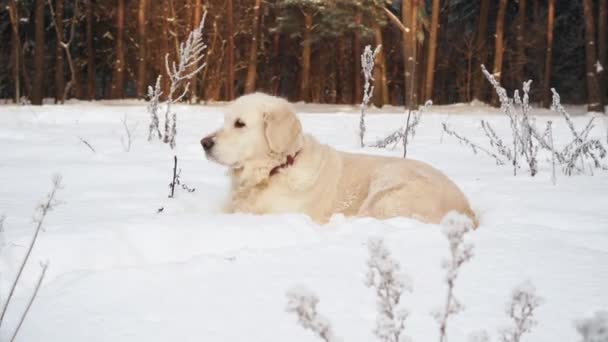 Mascotas en la naturaleza - un hermoso golden retriever se sienta en un bosque cubierto de nieve de invierno — Vídeos de Stock