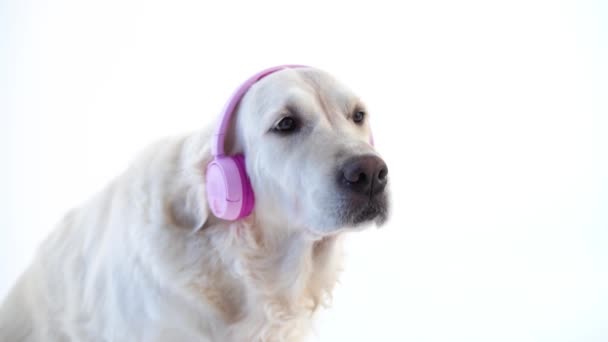 Amore per la musica - divertente ritratto di un cane con le cuffie su sfondo bianco — Video Stock