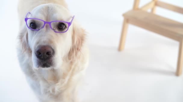 Back to schoo - funny video, beautiful dog with a wearing glasses posing in the studio on a white background — Stock Video