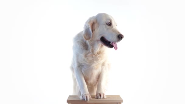 Retrato de um belo cão em um fundo branco no estúdio isolado — Vídeo de Stock