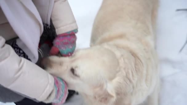 Pets in nature - a beautiful golden retriever plays with the owner with a stick in a winter snow-covered forest — Stock Video