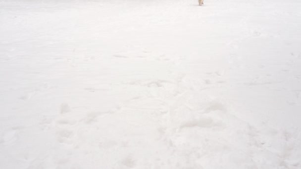 Slowmotion skönhet - glada hunden kör vintertid över snöiga glade — Stockvideo