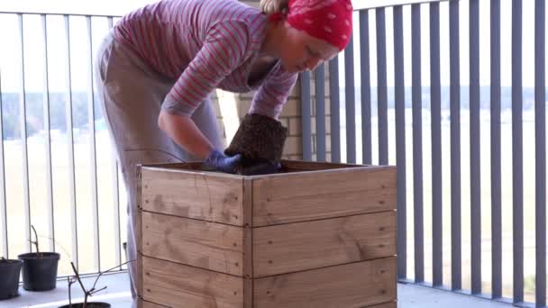 Садоводство и садоводство - весной женщина сажает растения в коробке на террасе — стоковое видео