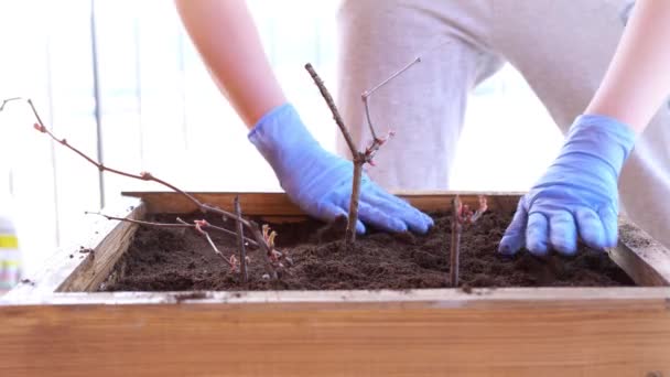 Kert-és kertészeti-egy nő növények növények egy dobozban a teraszon a tavasz — Stock videók