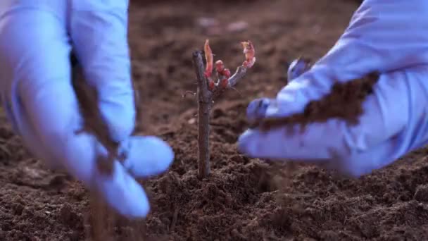 Berkebun dan hortikultura wanita tanaman dalam kotak di teras di musim semi — Stok Video