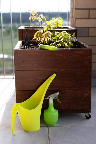 Jardinage et horticulture. cultiver des raisins féminins dans une boîte sur une terrasse de la ville . — Photo