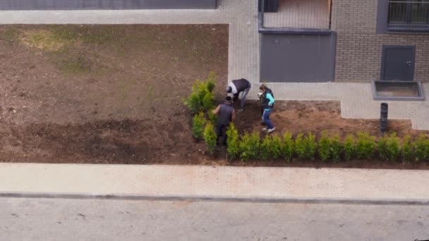 Landscaping yard in the city. planting trees in a block of high-rise buildings - accelerated video — Stock Video