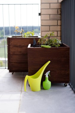 bahçe cilik ve bahçecilik. şehirde bir terasta bir kutu içinde kızsı üzüm büyüyen.