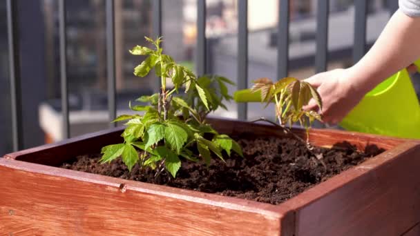 Jardinería y horticultura. cultivar uvas de niña en una caja en una terraza de la ciudad . — Vídeo de stock