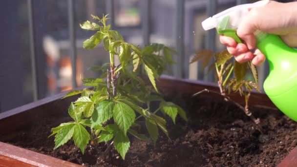 Câmara lenta de beleza. jardinagem e horticultura. mulher pulveriza água uvas girlish em uma caixa em um terraço na cidade . — Vídeo de Stock