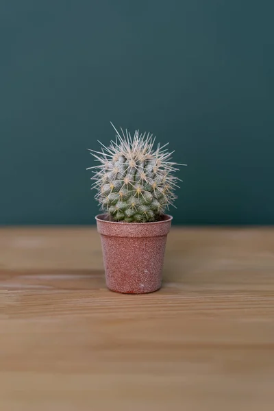 Plante d'intérieur à l'intérieur - petit cactus sur une table en bois contre un mur vert — Photo