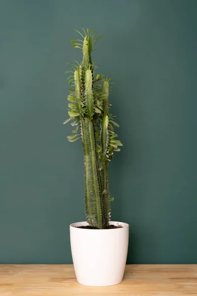 Iç kapalı bitki - yeşil bir duvarın arka planına karşı ahşap bir masa üzerinde büyük öforbia kaktüs — Stok fotoğraf