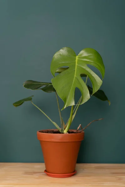 Plante d'intérieur à l'intérieur - Monstera sur une table en bois contre un mur vert — Photo
