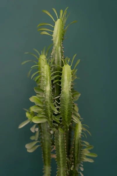 indoor plant in the interior - big euphorbia cactus on a wooden tabletop against the background of a green wall