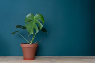 iç kapalı bitki - Monstera yeşil bir duvara karşı ahşap bir masa üzerinde