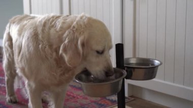 Golden Retriever mutfaktaki köpek kasesinden et yiyor.
