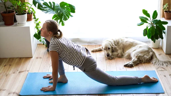 Stanna hemma. kvinna som gör yoga i vardagsrummet under karantän, en stor hund ligger i närheten. motion salut till solen — Stockfoto