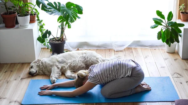 Stanna hemma. kvinna som gör yoga i vardagsrummet under karantän, en stor hund ligger i närheten. — Stockfoto