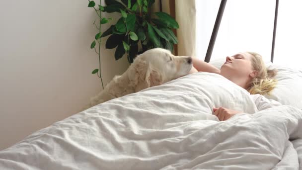 Lustiges Video. Liebe zu Haustieren. großer weißer Hund weckt die Herrin am frühen Morgen im Schlafzimmer — Stockvideo
