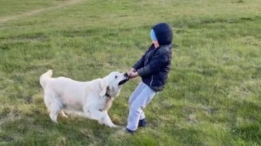 Ağır çekimin güzelliği. Küçük bir çocuk doğada bir köpekle oynar, ondan bir sopa alır..