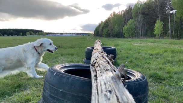 Skönheten i slow motion. stor hund hoppar över en barriär i naturen. — Stockvideo