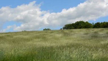 Büyük bir çayır rüzgarda üfleme çimen