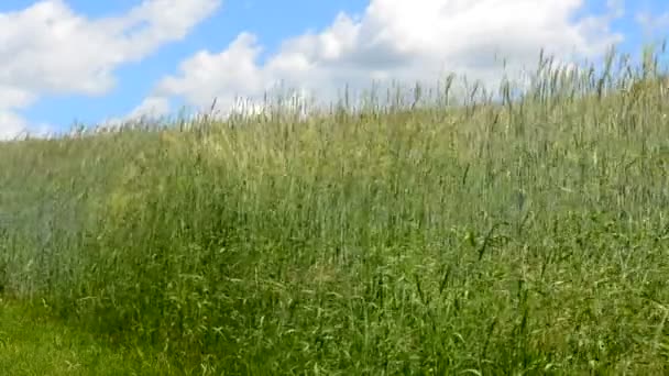 Długiej Trawy Wiejący Wiatr — Wideo stockowe