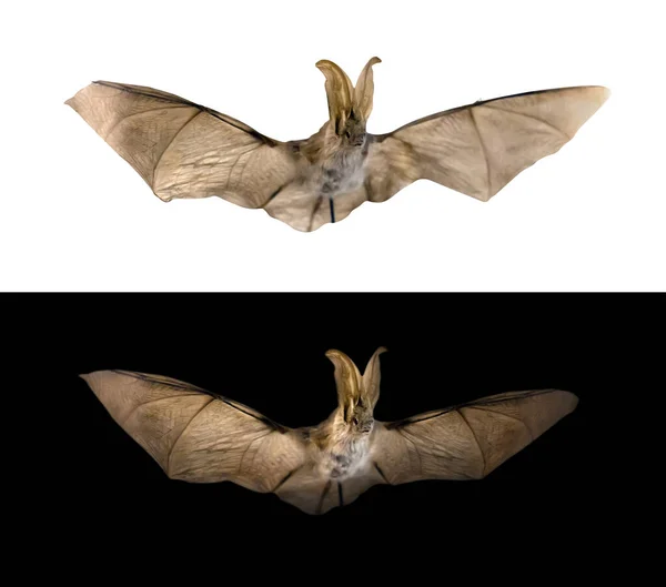 Long-eared bat flying in a night, isolated on black and white versions — Stock Photo, Image
