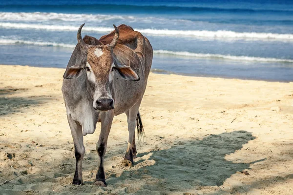 Cow on Beautiful Tropical beach Trincomalee at Sri Lanka.