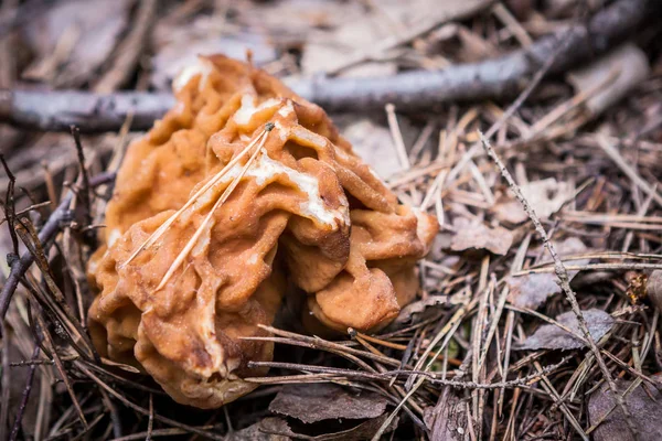 Gyromitra gigas, κοινώς γνωστό ως morel το χιόνι, χιόνι ψευδή morel, μοσχάρι εγκεφάλου ή bull μύτη μανιτάρι — Φωτογραφία Αρχείου