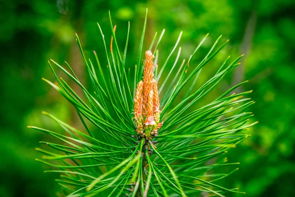 Close-up van pine fir kerstboom takken met bos achtergrond. — Stockfoto