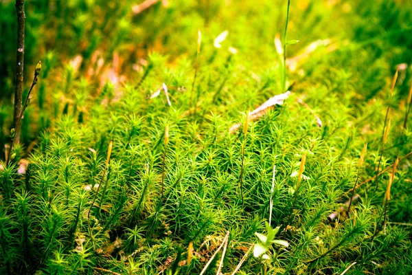 Abstracte natuurlijke achtergrond met groene mos in het forest. Seizoensgebonden voorjaar eco concept. Russische bos — Stockfoto