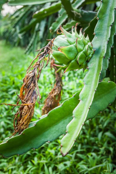 Φρέσκα πράσινα φρούτα δράκος Pitaya συγκομιδής φυτεία συμπλέγματος. Μπαλί, Ουμπούντ, Ινδονησία — Φωτογραφία Αρχείου