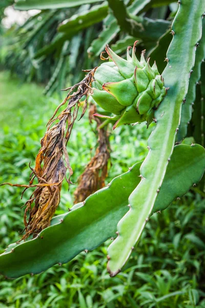 Pitaya verde fresco colheita de frutas Dragão na fazenda plantação. Bali, Ubud, Indonésia — Fotografia de Stock