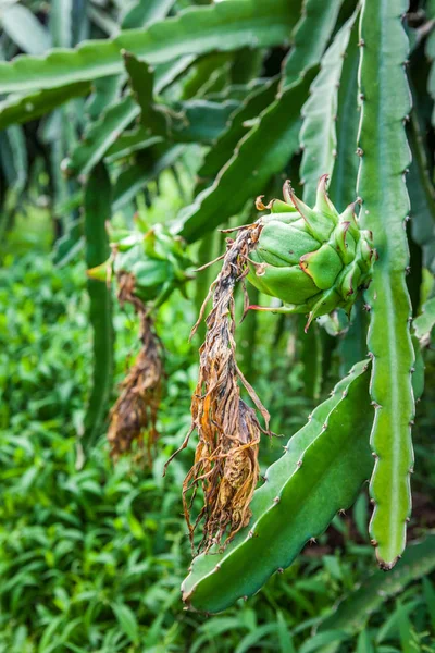 Fresh green Dragon fruit (Pitaya) harvesting in the plantation farm. Bali, Ubud, Indonesia