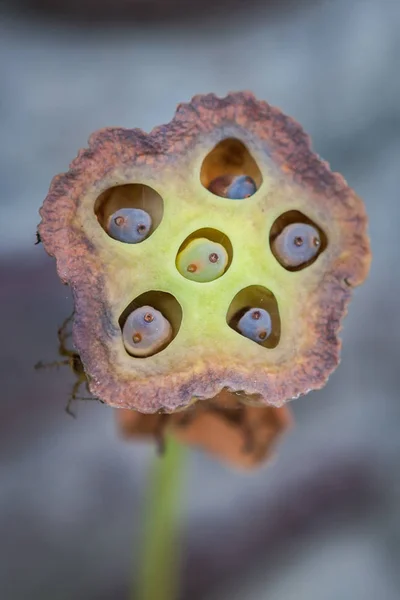 Fermer Boîte à fleurs Lotus avec graines. Focus sur la boîte avec fond flou — Photo