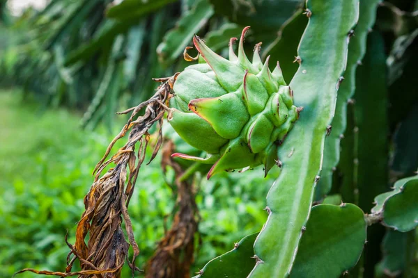 Pitaya verde fresco colheita de frutas Dragão na fazenda plantação. Bali, Ubud, Indonésia — Fotografia de Stock