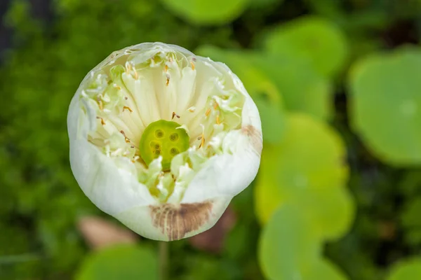 Beautiful wild flower of the white Lotus with the box with the seeds on the center of the flower on the background of the pond