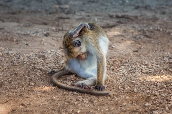 Cute monkey trying a new yoga pose. Barbary ape or magot (Macaca sylvanus)